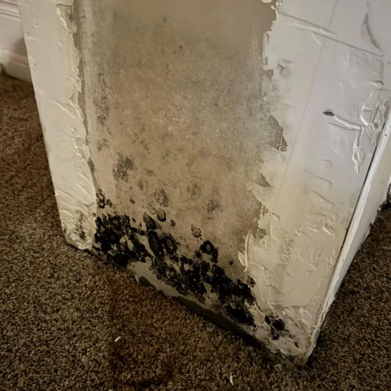 Professional Mold Removal in Coffee County, TN